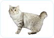 American Bobtail