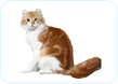American Curl