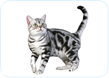 American Shorthair