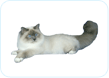 Birman