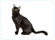 Bombay