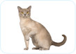 Burmese