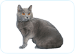 Chartreux
