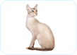 Colorpoint Shorthair