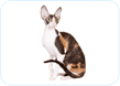 Cornish Rex