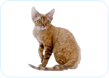Devon Rex