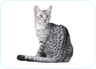 Egyptian Mau