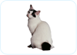 Japanese Bobtail
