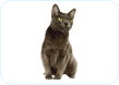 Korat
