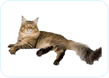 Maine Coon