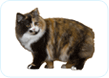 Manx