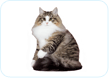 Norwegian Forest Cat