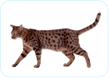 Ocicat