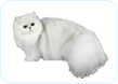 Persian
