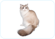 Ragdoll