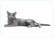 Russian Blue