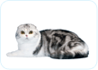Scottish Fold