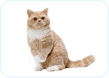 Selkirk Rex