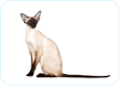 Siamese