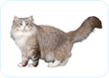 Siberian