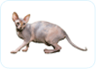 Sphynx