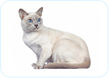 Tonkinese