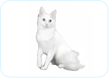 Turkish Angora