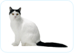 Turkish Van