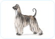 Afgan Hound