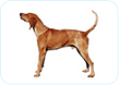 American English Coonhound