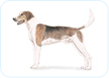 American Foxhound