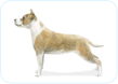 American Staffordshire Terrier