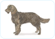 American Water Spaniel