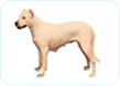 Dogo Argentino