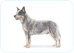 Australian Cattle Dog