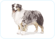 Australian Shepherd