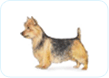 Australian Terrier