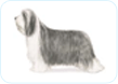 Bearded Collie