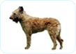 Belgian Laekenois