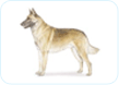 Belgian Malinois