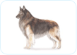 Belgian Tervuren