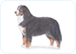 Bernese Mountain Dog