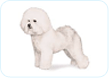 Bichon Frise