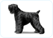 Black Russian Terrier