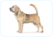 Bloodhound
