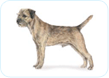 Border Terrier