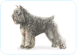 Bouvier des Flandres