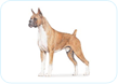 Boxer
