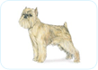 Brussels Griffon
