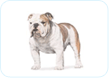 Bulldog